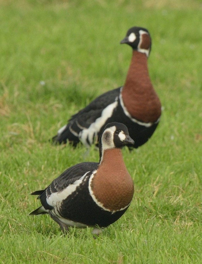 Таймырский заповедник краснозобая казарка
