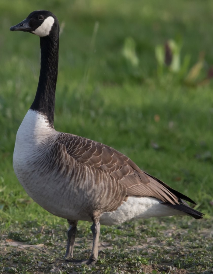 Канадская казарка