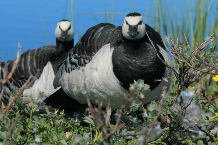 Канадская белощекая казарка