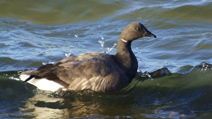 Атлантическая черная казарка