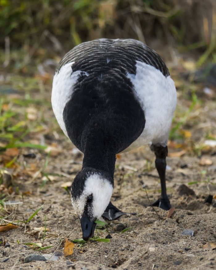 Белощекая казарка