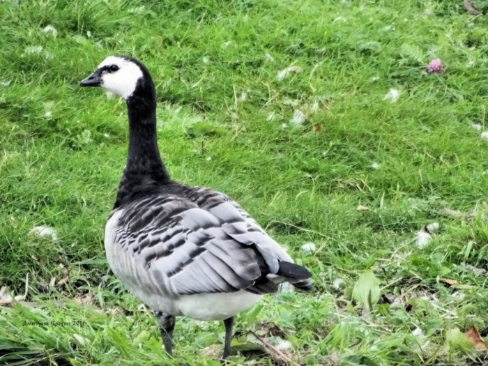 Белощекая казарка