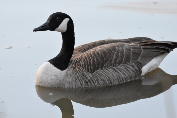 Водоплавающие птицы канадская казарка
