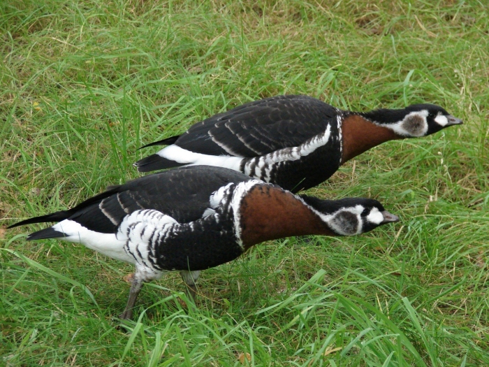 Гусь краснозобая казарка