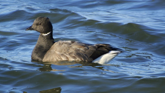 Branta bernicla