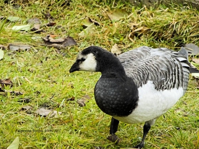 Казарка гусь