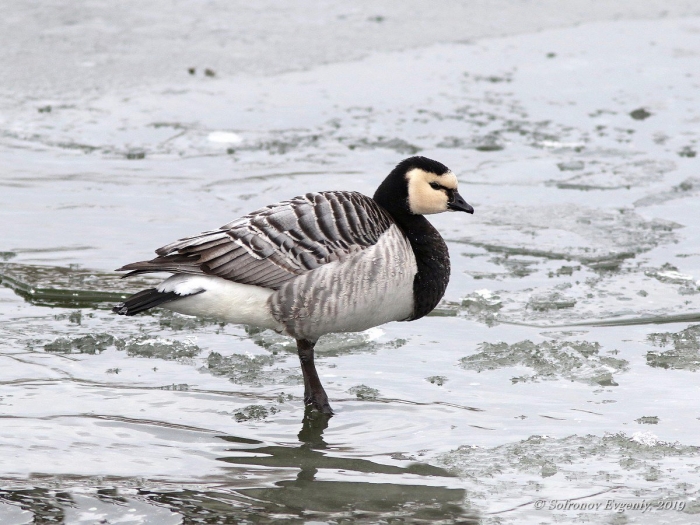 Белощекая казарка