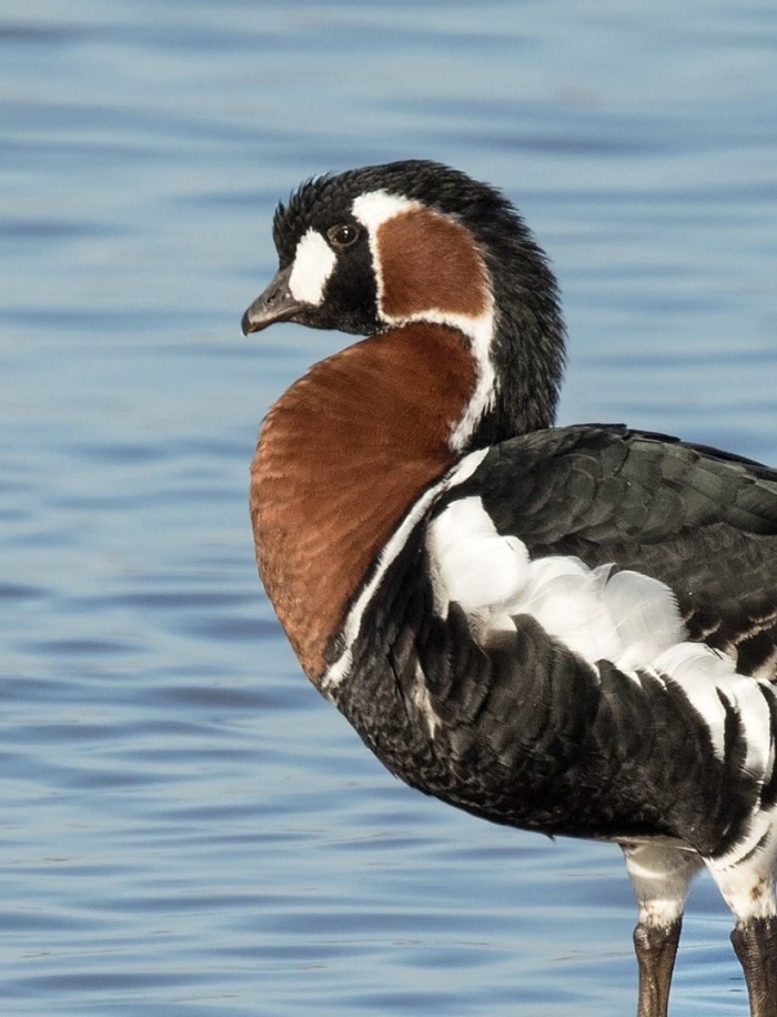 Краснозобая казарка