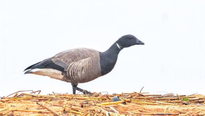 Черная казарка ареал