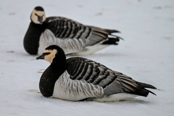 Казарка птица