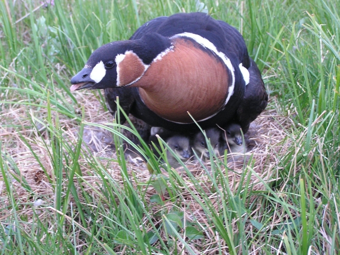 Краснозобая казарка