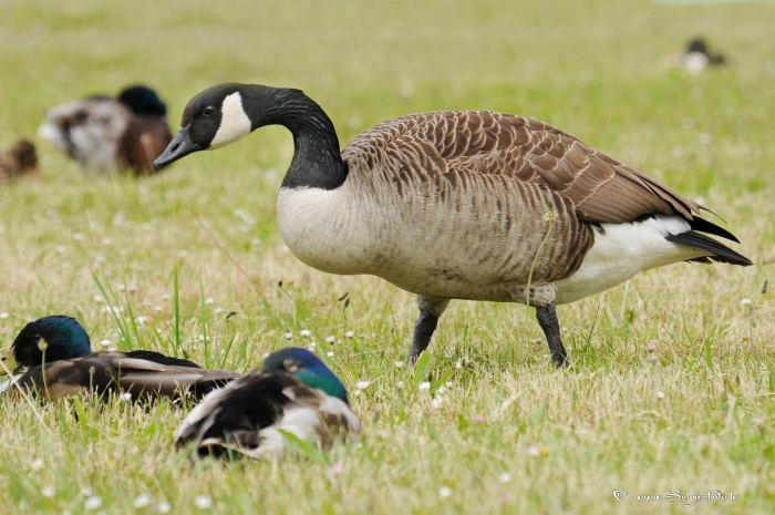 Гавайская казарка