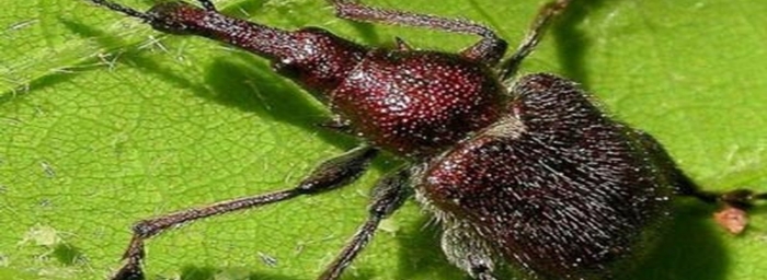 Долгоносик цветоед вишневый