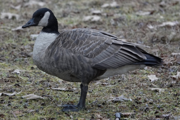 Branta canadensis parvipes