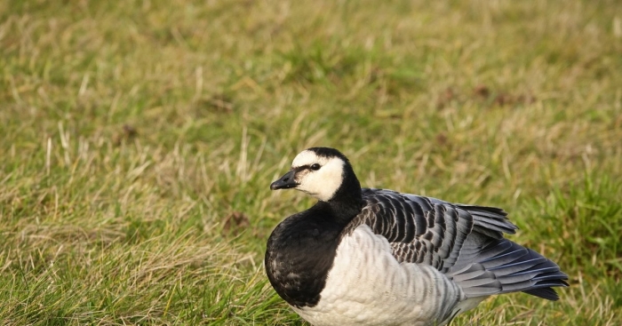 Белощекая казарка dsd