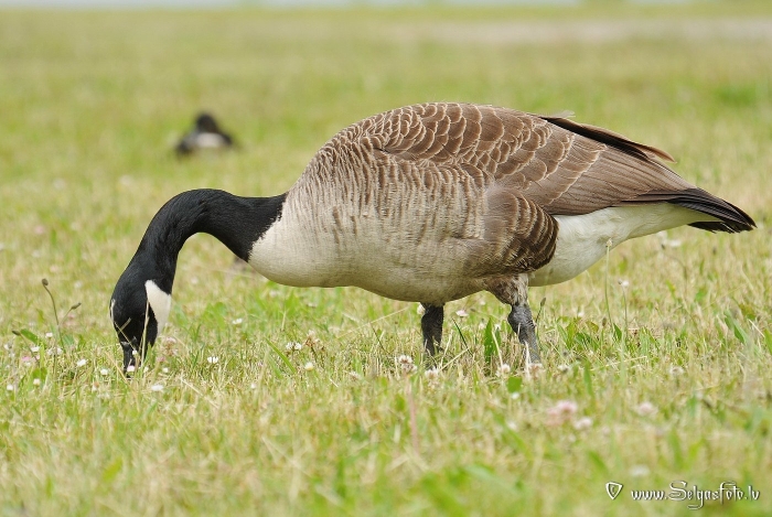 Белощёкая казарка