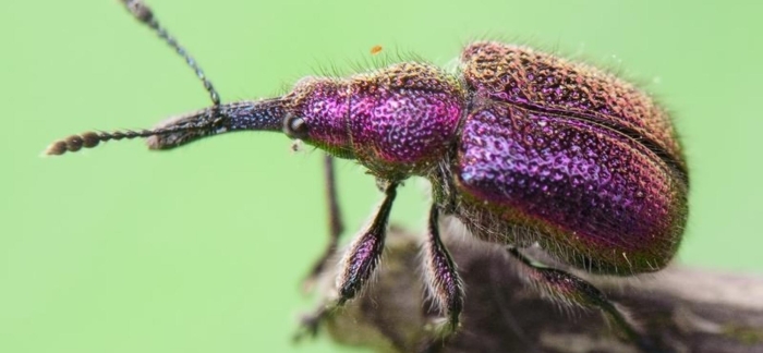 Вишневый долгоносик трубковерт