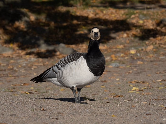 Branta leucopsis