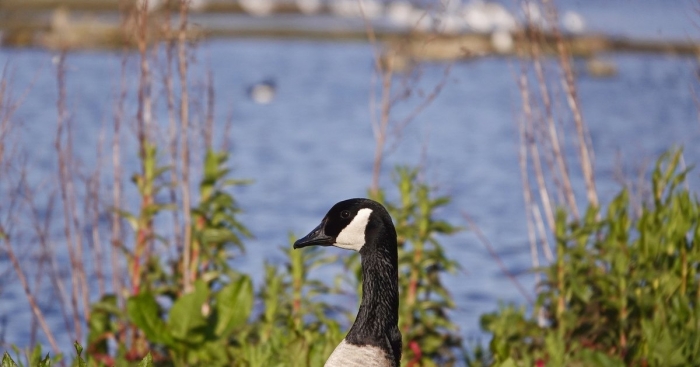 Канадская казарка