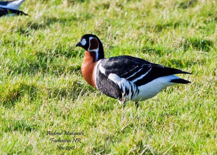 Таймырский заповедник краснозобая казарка