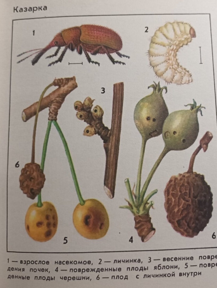 Вишневый долгоносик повреждения