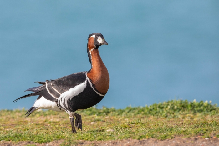 Птица краснозобая казарка