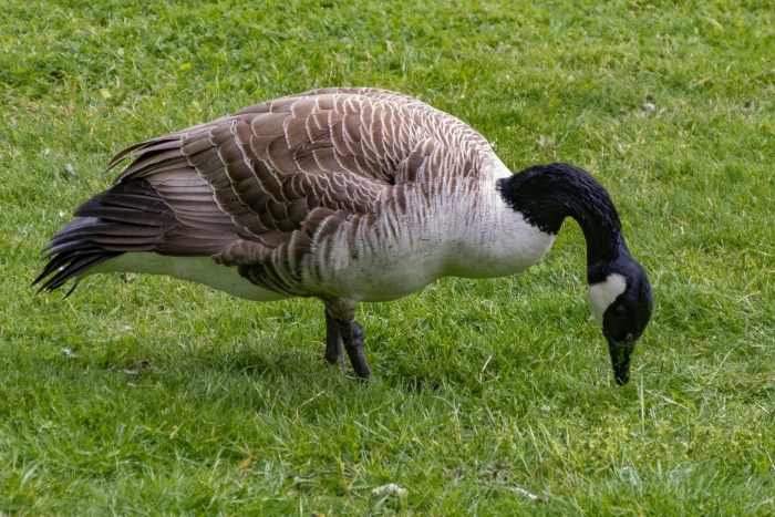 Канадские гуси