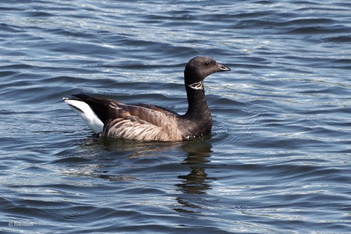 Атлантическая черная казарка
