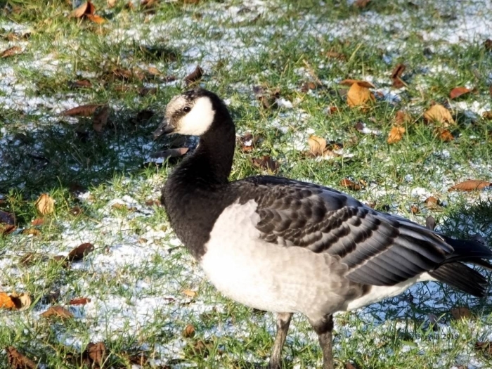 Белощекая казарка