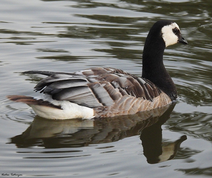 Белощекая казарка