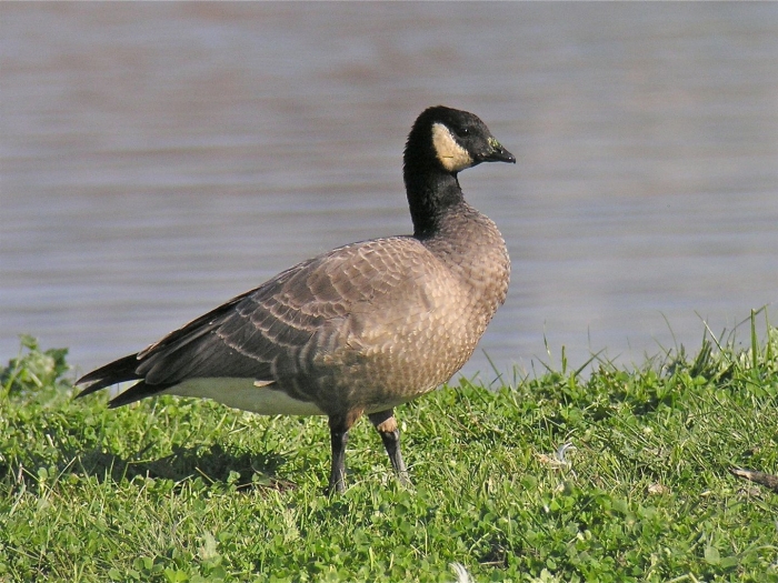 Малая канадская казарка