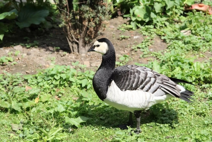 Гусь белощекая казарка