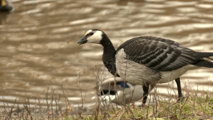 Гусь краснозобая казарка
