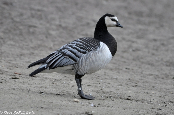 Гусь краснозобая казарка