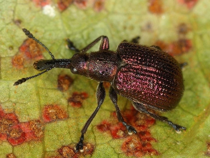 Жук долгоносик вредитель