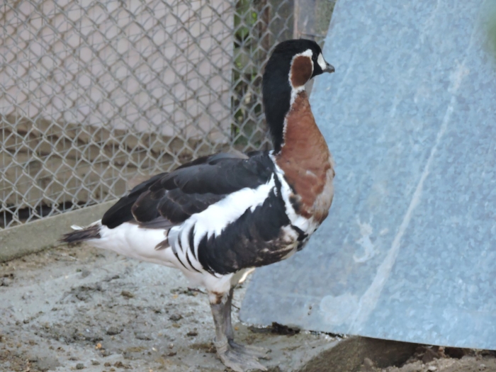 Птица краснозобая казарка