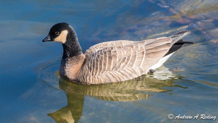Алеутская канадская казарка