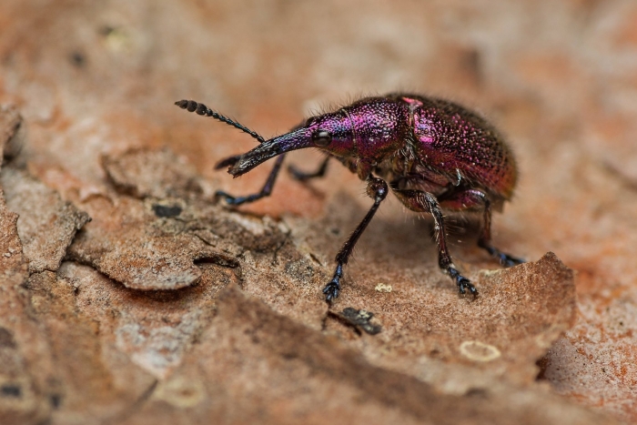 Жук казарка