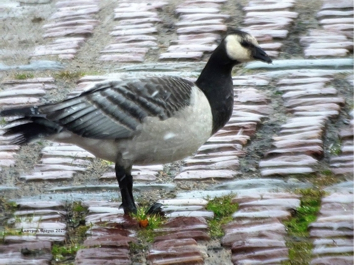 Гусь белощекая казарка