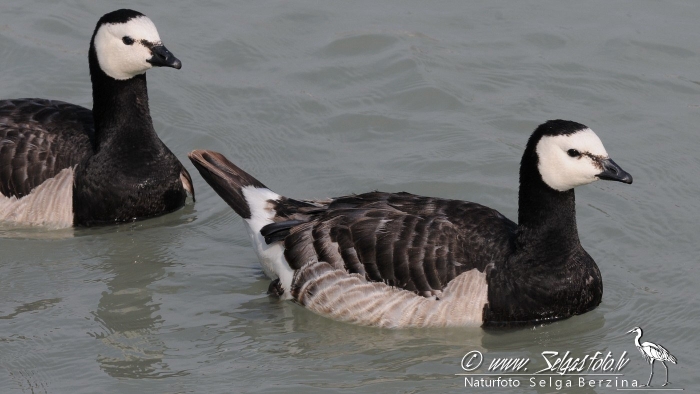 Белощекая казарка