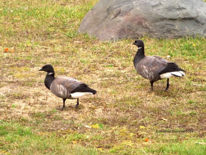 Черные казарки на острове врангеля