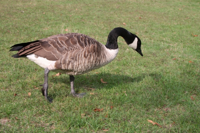 Branta canadensis