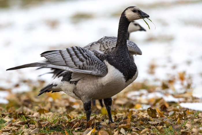 Белощекая казарка