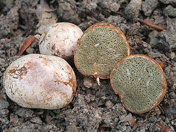 Трюфель крымский ризопогон