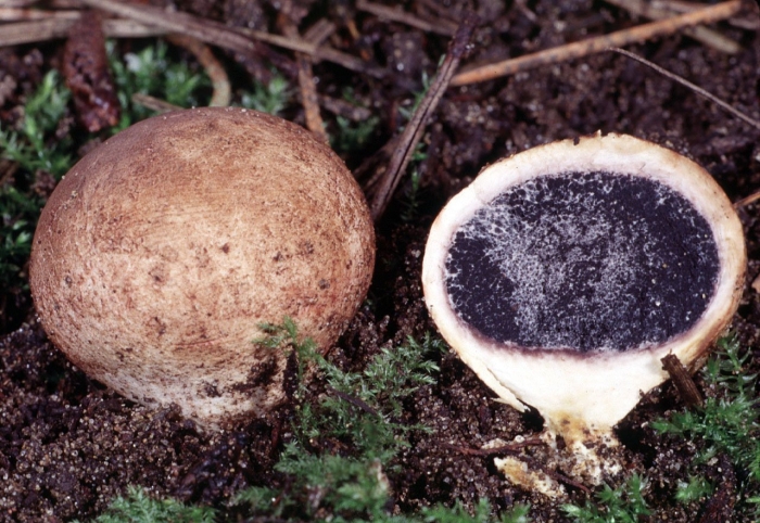Олений трюфель (elaphomyces granulatus)