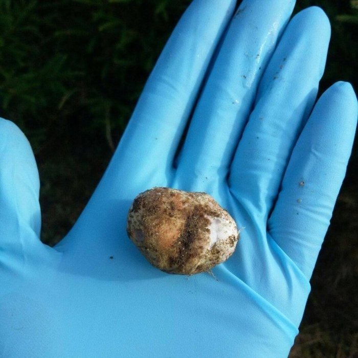 Гриб ризопогон обыкновенный