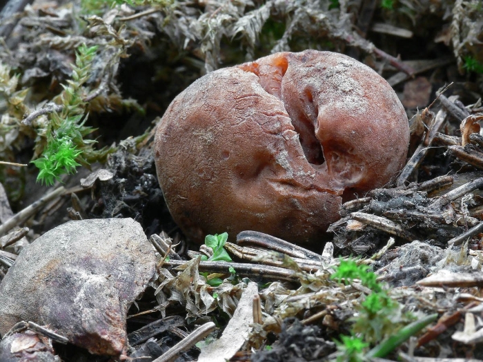 Гриб трюфель красно бурый