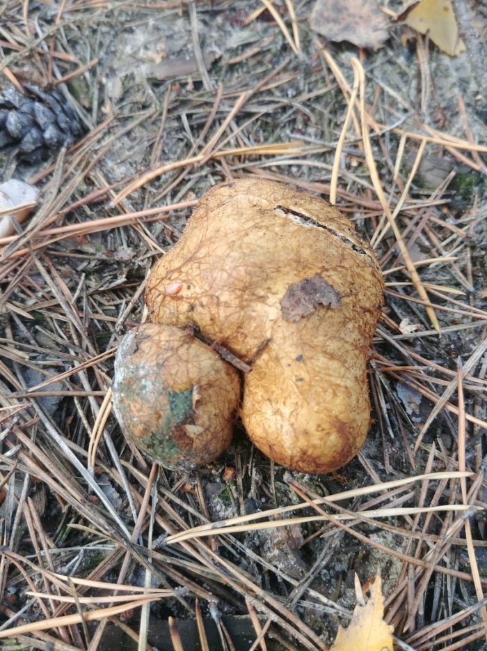 Ризопогон трюфель обыкновенный