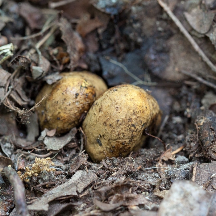 Ложный трюфель гриб