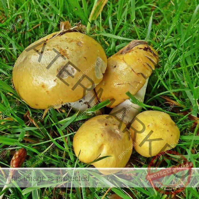 Ризопогон желтоватый